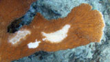 Coral with white pox disease (credit: Hank Tonnemacher).